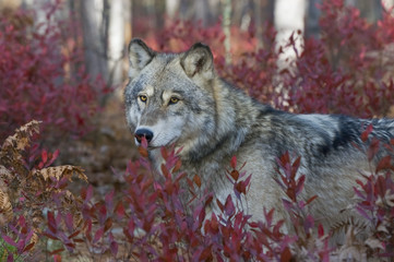 Timber wolf in fall blueberry bushes