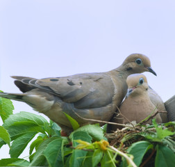 Pair of mourning doves on their nest