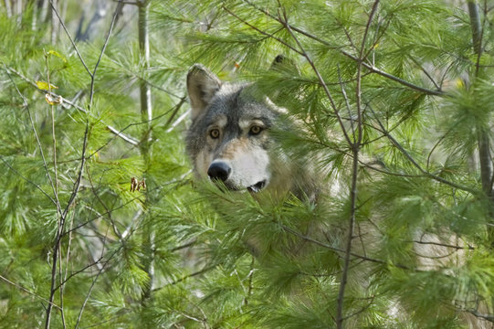 Gray wolf peering from evergreen trees