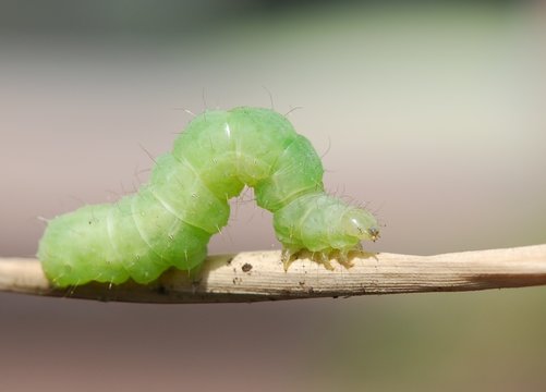 Raupe gr&uuml;n
