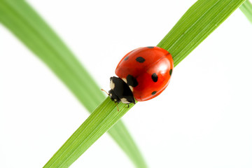Fototapeta premium red ladybug on green grass isolated