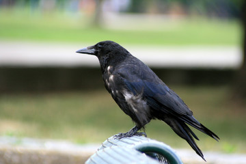Krähe