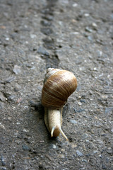 Schnecke