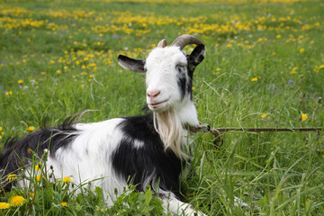 goat lays among dandelions
