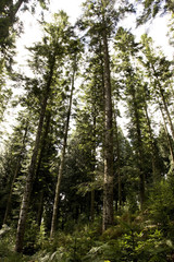 Fototapeta na wymiar trees against the sky in a forest in summer