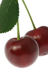 Cherry
