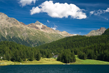 mountaintree