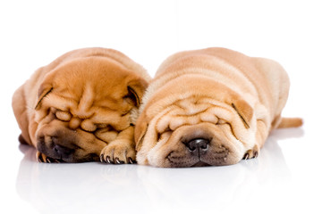 Obraz premium two Shar Pei baby dogs, almost one month old