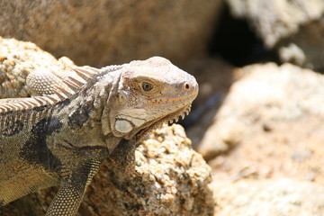 Echse auf Aruba in der Karibik