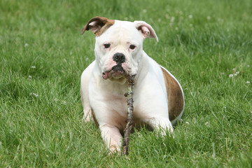 jeune bouledogue américain qui mordille un bâton