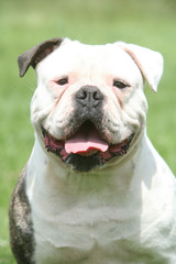portait de bouledogue américain