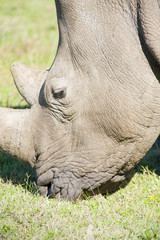 Obraz premium A healthy lone rhino in a game reserve, grazing.
