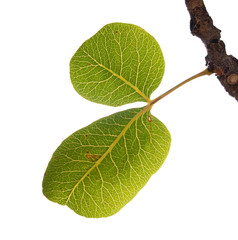 green leaves of pistachio on white background