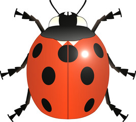 Coccinelle