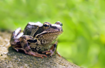 Frog in nature outdoor with on green background