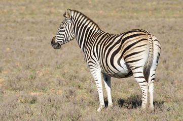 Fototapeta na wymiar Healthy zebra in a wildlife reserve.