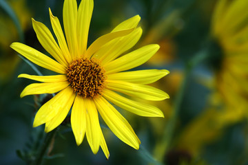 Helianthella uniflora
