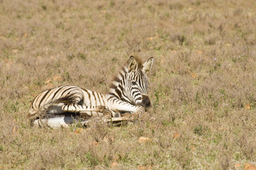 Obraz na płótnie Canvas Healthy young zebra lying on the grass in a wildlife reserve.