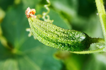 Fresh ripe cucumber. Karaganda, july 2008