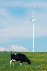 a cow eating near a windturbine - France
