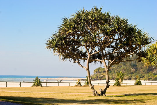 A large Pandanas palm, Gold Coast, Queensland, Australia
