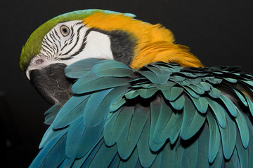 MACAW © Ana Tramont