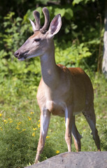 buck that has his antlers still in velvet