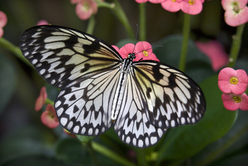 Fototapeta na wymiar Black White Rice Paper Kite Butterfly Idea Leuconoe Pink Flowers
