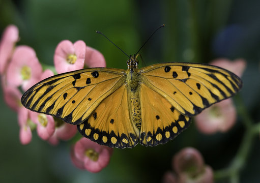 Orange and Black Bush Footed Butterfly on pink blossoms