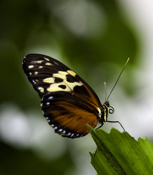 Golden Helicon Butterfly, Heliconius Hecale on green leaf