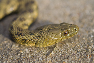 Dice snake on the beach