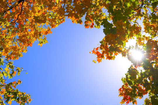 Blue sky is framed in fall foliage with sun shining through
