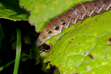 Green leaf damaged by caterpillars in summer to a garden..