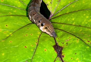 Green leaf damaged by caterpillars in summer to a garden..