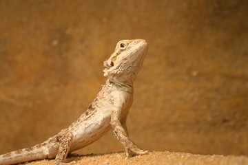 Reptil