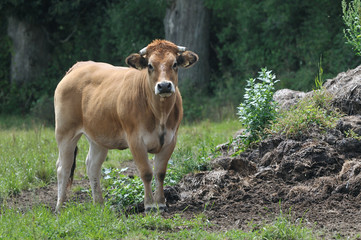 Vache " la Parthenaise"
