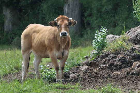 Vache " la Parthenaise"