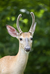 whitetail buck up so close that its nose is big