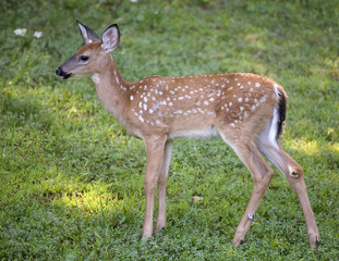 whitetail fawn with spots in the springtime