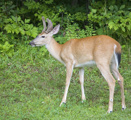 whitetail buck with velvet near a forest edge