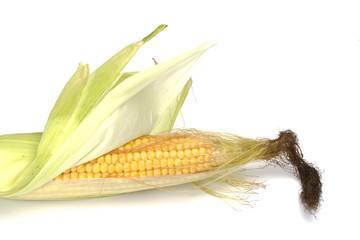 detail of a fresh corn cob on white background © Bernd Jürgens
