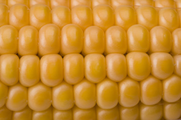 detail of a fresh corn cob on white background