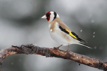 Goldfinch (Carduelis carduelis) on a branch in snowing