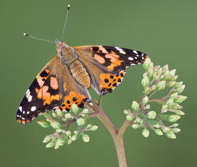 painted lady on a budding plant