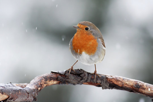 The Robbin (Erythacus rubecula) on a branch with falling snow