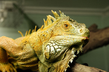 large green iguana in zoo