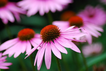 Fototapeta premium Flowers