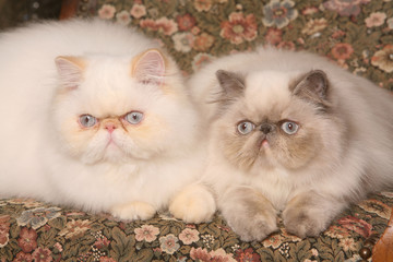 couple de chat sur un fauteuil