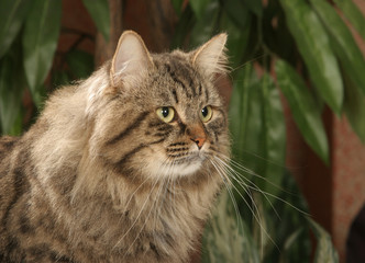 Chat sibérien dans les plantes du salon
