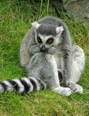 ring-tailed lemur relaxing